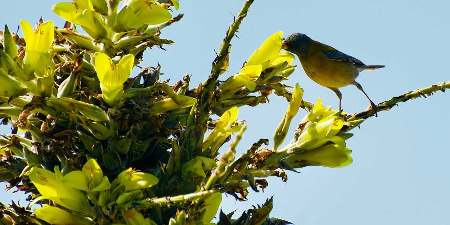 Estudio U. de Chile revela interesante relación entre aves y una planta endémica de Chile central